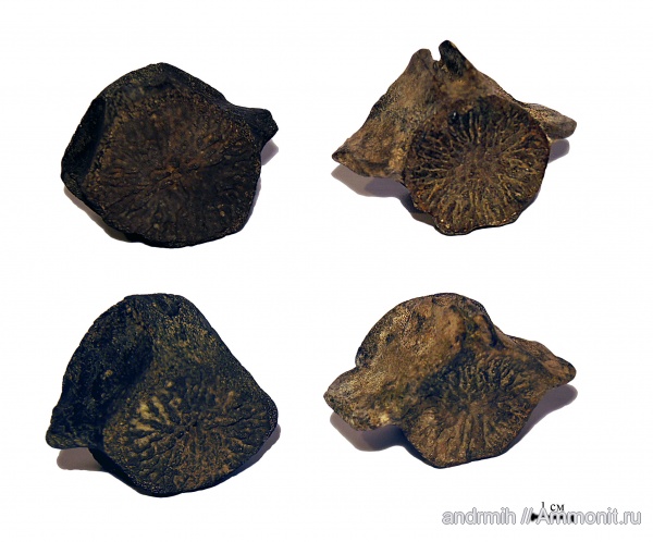 неоген, миоцен, позвонки, Cetotherium, Cetotheriidae, Delphinidae неоген, миоцен, позвонки, Cetotherium, Cetotheriidae, Delphinidae