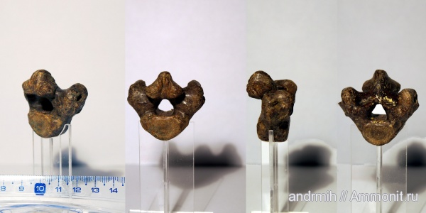 неоген, миоцен, позвонки, тюлени, р. Сухой Апчас