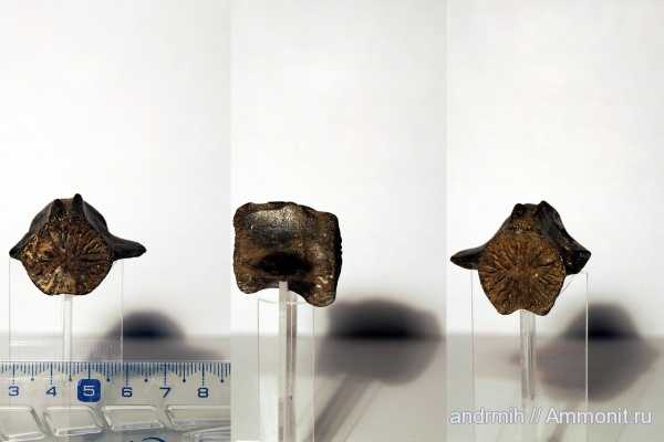 неоген, дельфины, Delphinidae, р. Мокрый Апчас