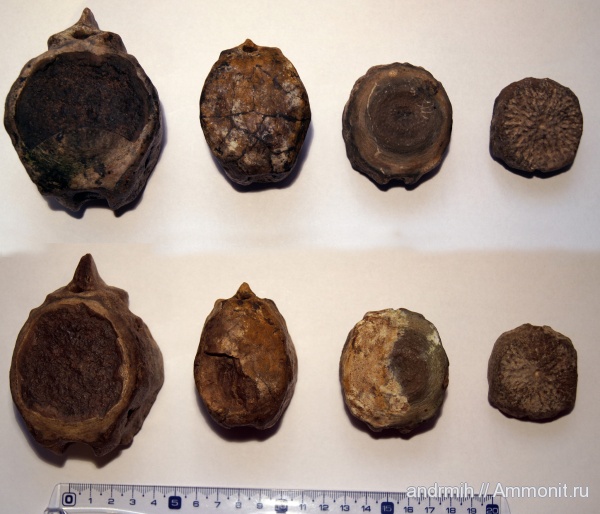 неоген, миоцен, позвонки, Cetotherium, Cetotheriidae