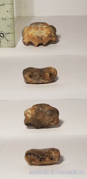 неоген, позвонки, дельфины, Delphinidae, р. Мокрый Апчас, Champsodelphis