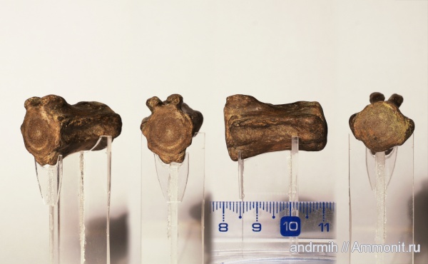 неоген, миоцен, позвонки, тюлени, р. Мокрый Апчас