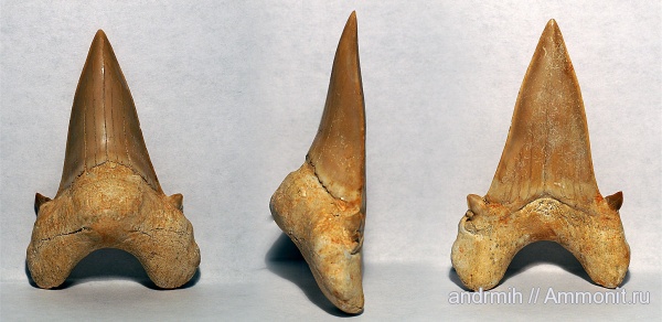 палеоген, эоцен, Марокко, акулы, Otodus, Otodus obliquus, sharks