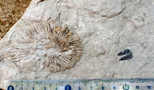 аммониты, мел, берриас, аптихи, Ammonites, Aptychi, Berriasian, Cretaceous