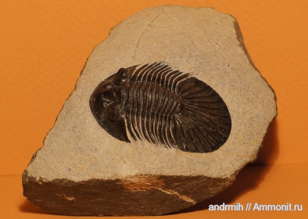 трилобиты, девон, Марокко, Devonian, Styginidae, Corynexochida