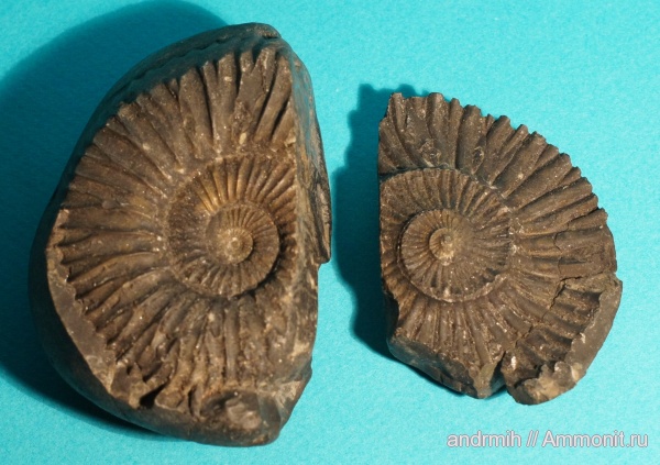 аммониты, юра, титон, Blanfordiceras, Непал, Ammonites, Blanfordiceras wallichi, Tithonian, Jurassic