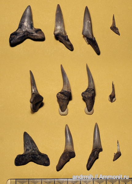 зубы, акулы, зубы акул, Striatolamia, teeth, shark teeth, sharks