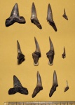 Зубы акулы Striatolamia