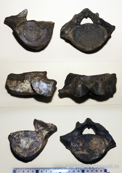 неоген, миоцен, позвонки, Cetotherium, Cetotheriidae