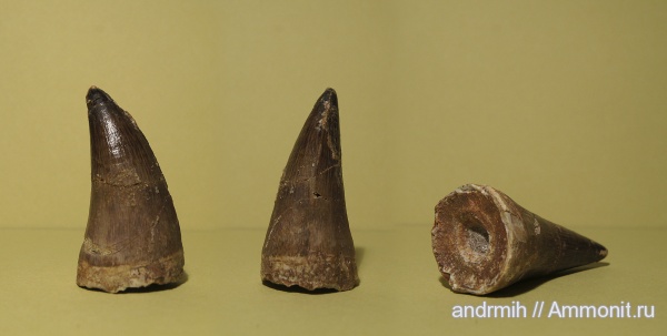 водные рептилии, зубы, мозазавры, Марокко, Mosasaurus beaugei, Mosasaurus, teeth