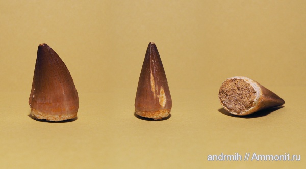 зубы, мозазавры, Марокко, teeth