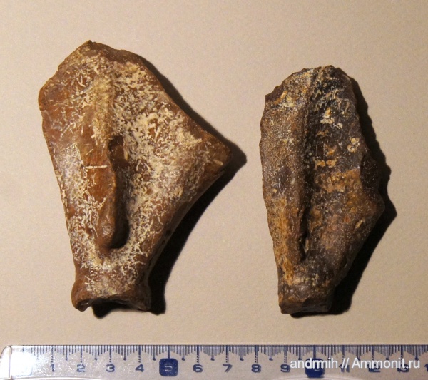 неоген, миоцен, тюлени, Phocidae, р. Сухой Апчас