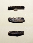 Фрагмент нижней челюсти тюленя