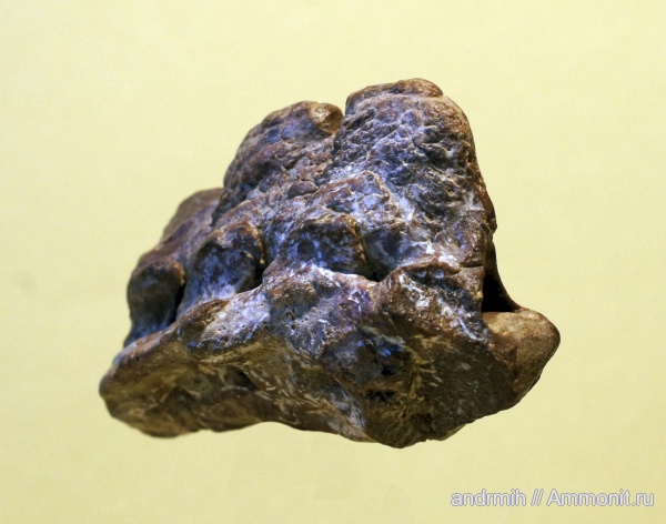 неоген, миоцен, тюлени, Phocidae, р. Сухой Апчас