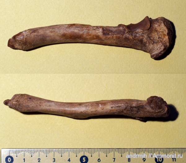 неоген, миоцен, тюлени, Phocidae, р. Сухой Апчас