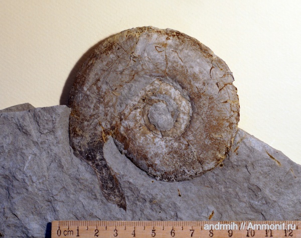 аммониты, мел, берриас, ушки, Ammonites, Microconchs, lappets, Berriasian, Cretaceous