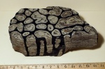 Строматолиты из Якутии