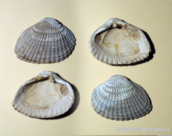 двустворчатые моллюски, понт, Diversicostata maxima, Абин