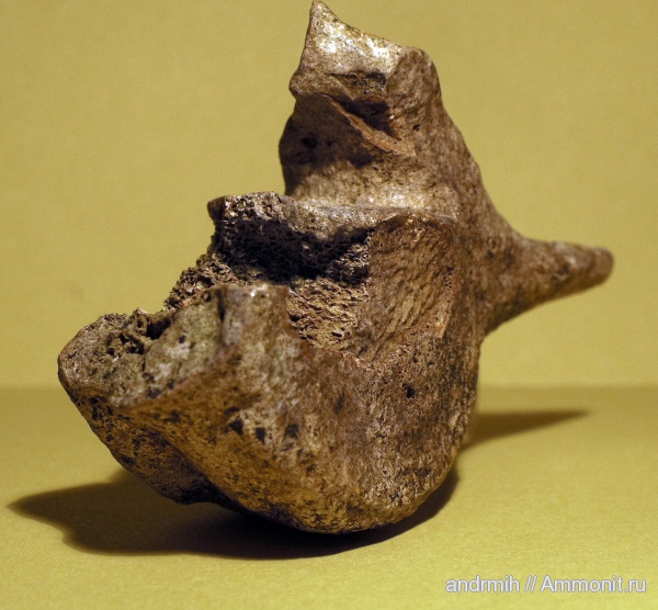 неоген, миоцен, позвонки, Cetotherium, Cetotheriidae