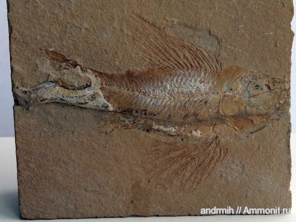 Ливан, сеноман, Ctenothrissa, Ctenothrissa vexilifer, Cenomanian