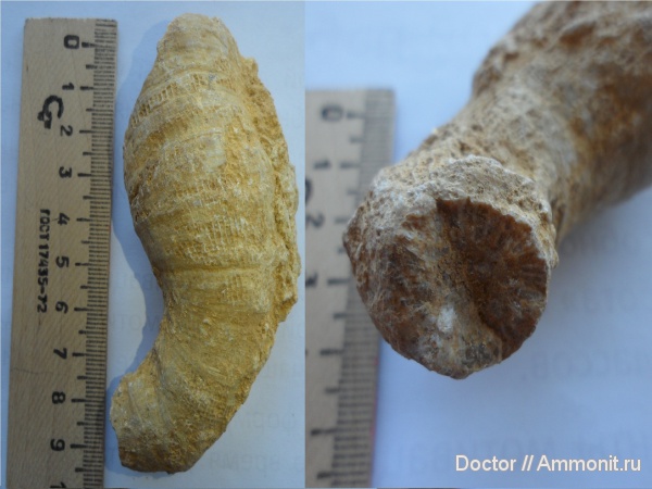 Неопределённые дохлости.