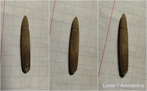 Белеминт с пояском