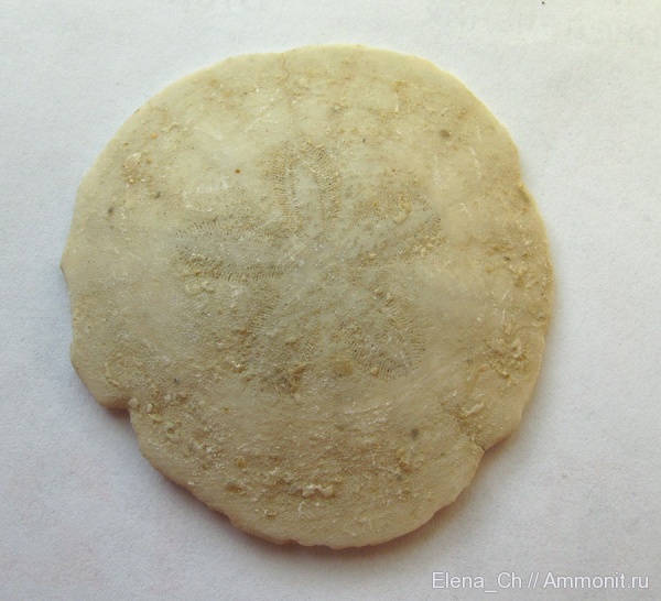 морские ежи, Франция, Scutella