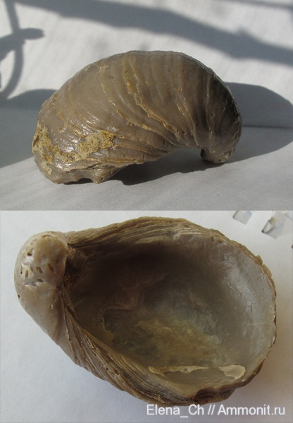 окаменелости, двустворчатые моллюски, Gryphaea, Fossils