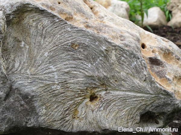 следы, Zoophycos, Лопатино