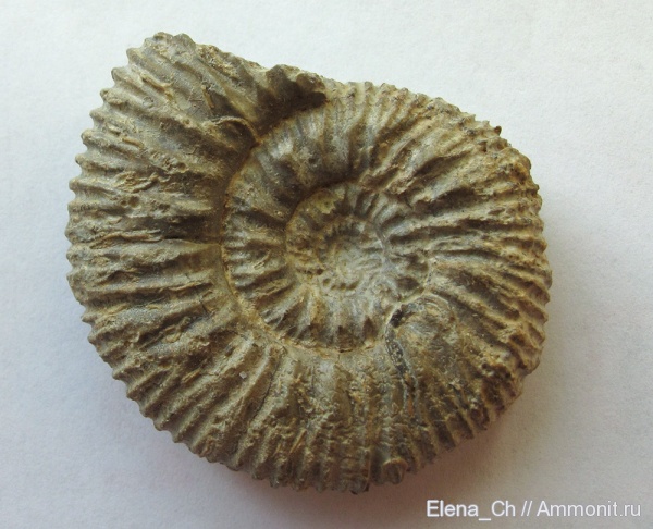 аммониты, Франция