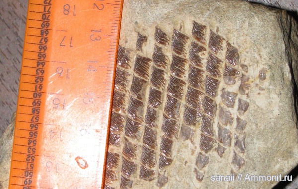 Набержные Челны и окрестности