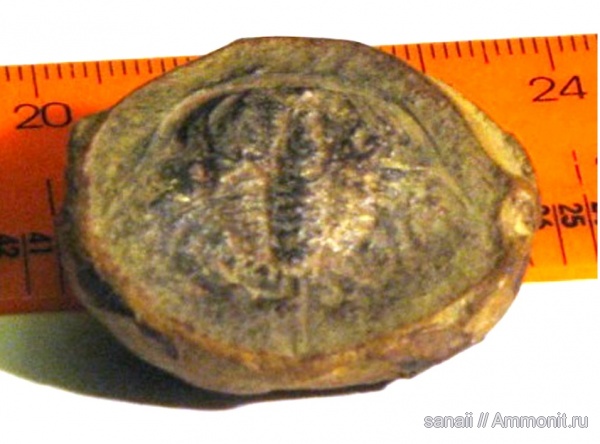 мечехвосты