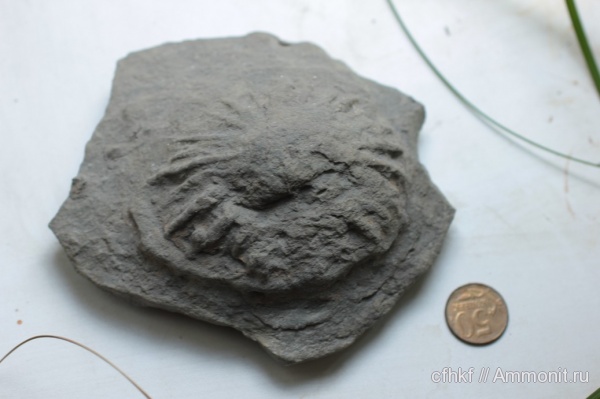 ихнофоссилии, Stelloglyphus