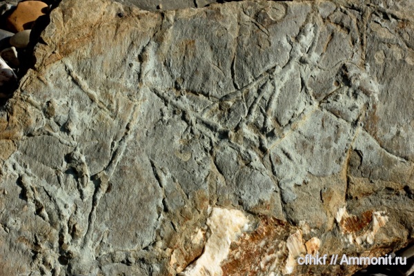 ихнофоссилии