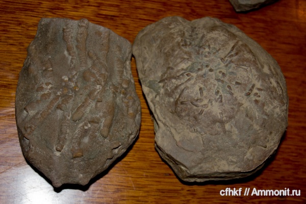 ихнофоссилии, неопознанное