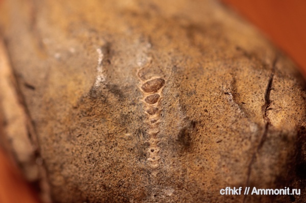 гастроподы