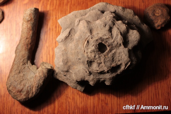 ихнофоссилии, неопознанное