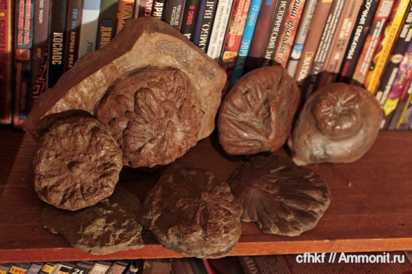 ихнофоссилии