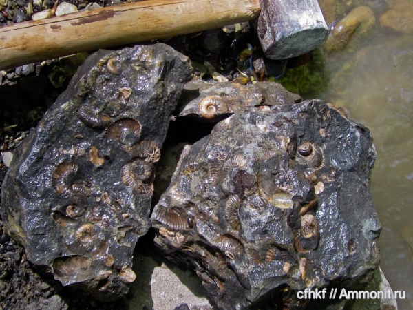 аммониты, Ammonites