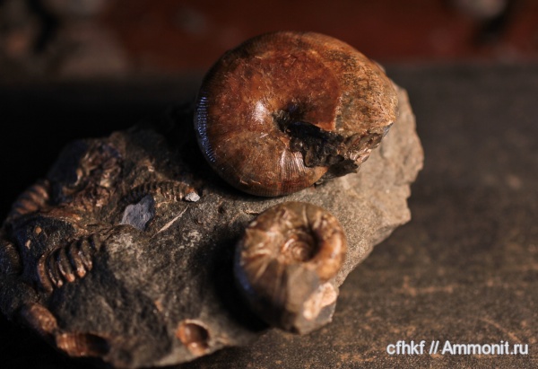 аммониты, Ammonites