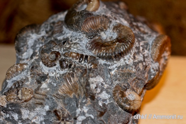 аммониты, Ammonites