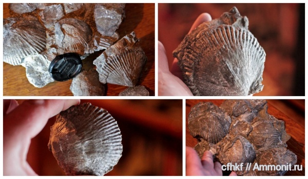 брахиоподы, двустворки