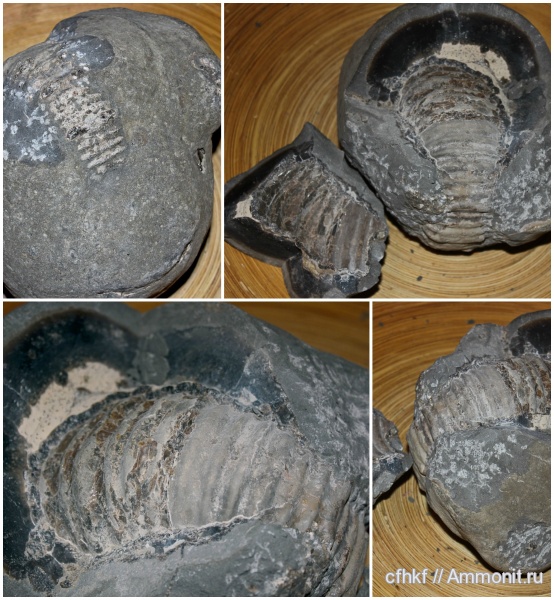 аммониты, конкреции, Ammonites