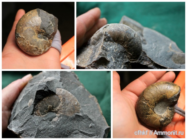 аммониты, Ammonites