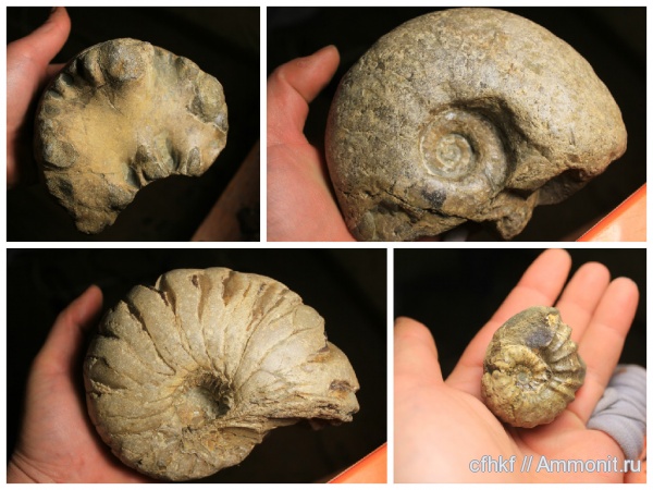 аммониты, Ammonites