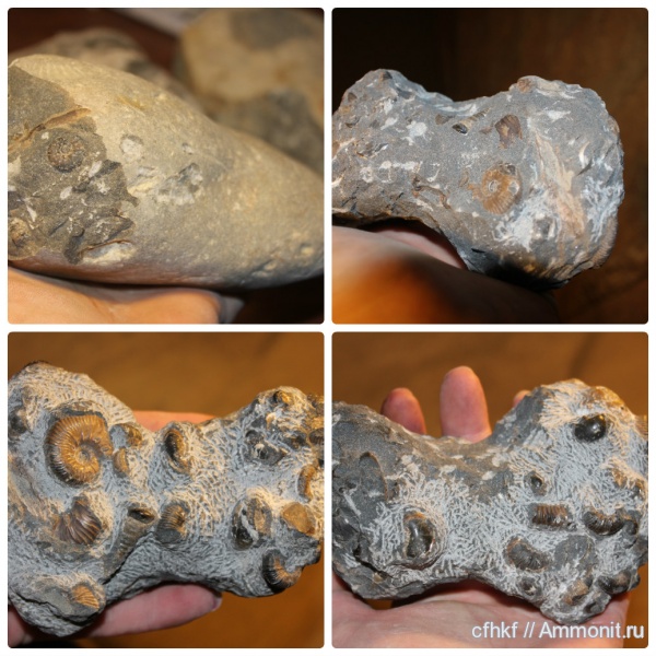аммониты, конкреции, Ammonites