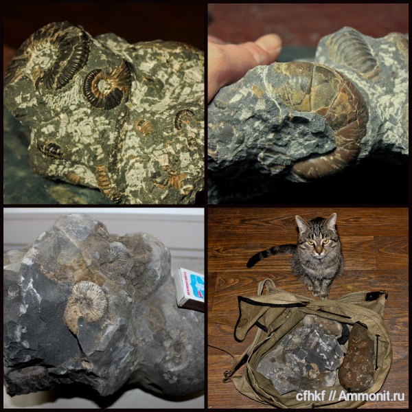 аммониты, конкреции
