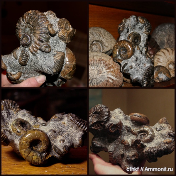 аммониты, конкреции