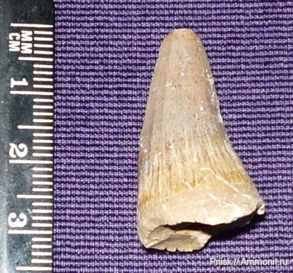 Саратовская область, зубы мозазавров, с.Карякино