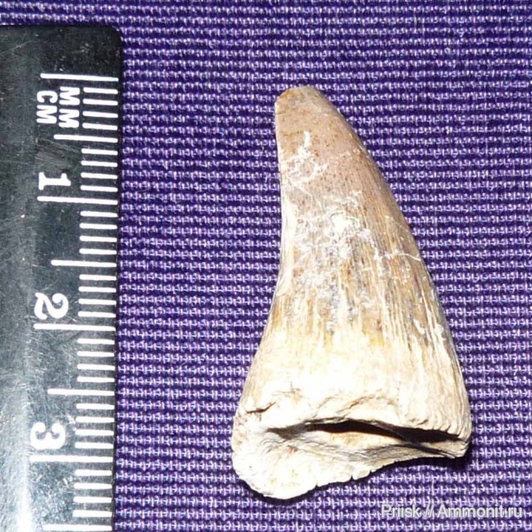 Россия, Саратовская область, зубы мозазавров, с.Карякино